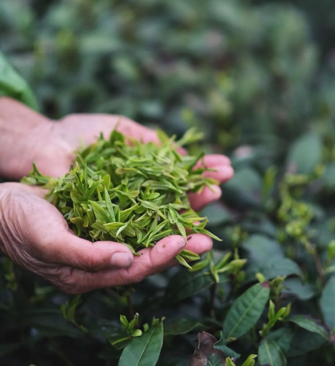 Root in tradition Made transparent